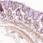 Anti-CD19 Rabbit Monoclonal Antibody